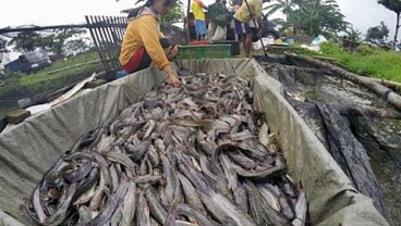 Produksi Lele Jabar Bendung Pasokan dari Malaysia