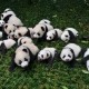 Penjelasan Pakar Mengapa Panda Berwana Putih & Hitam