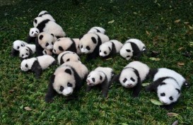 Penjelasan Pakar Mengapa Panda Berwana Putih & Hitam