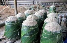 Produksi Sagu Riau Capai 246.000 Ton/Tahun