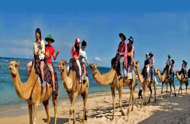 Pengelola Tur Safari Unta Tolak Order Rombongan Raja Salman