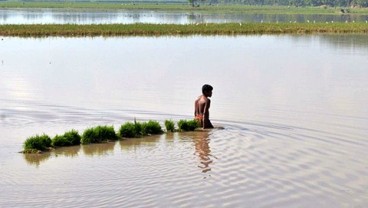 BANJIR JAMBI Ratusan Hektare Sawah Gagal Panen