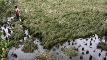 BANJIR JAMBI: 274 Ha Sawah Gagal Panen
