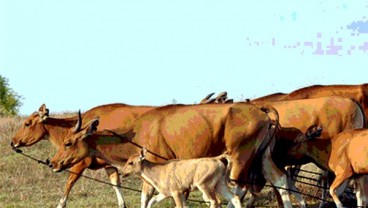 Di Pekanbaru, Ratusan Sapi Bali Mati Dalam 3 Bulan