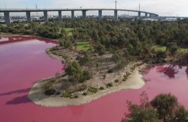 Danau di Australia Berubah Jadi Pink