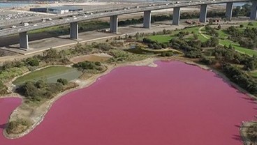 Danau di Australia Ini Berubah Menjadi Pink