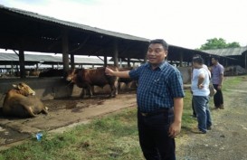 Peternak Tagih Dewan Soal Aturan Impor Daging