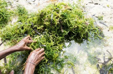 Aquaculture Estate Akan Dikembangkan di Tujuh Desa di Pulau Sera & Yamdena