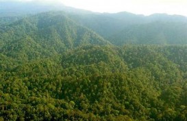 Hutan Adat, Kalbar Ajukan Tiga Lembaga Pengelola