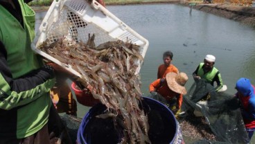 Untung Menggiurkan, Pemkot Padang Kembangkan Budi Daya Vaname