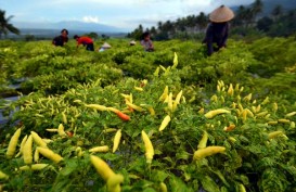 Hanya 2,1 Juta Petani Terampil di Indonesia