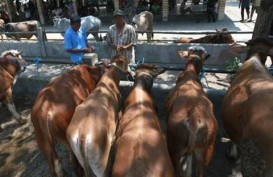 Peternak di Siak Dapat Penghasilan Tambahan dari Limbah Sapi