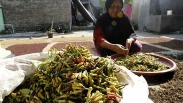 Harga Cengkih Naik, Petani Ambon Kegirangan