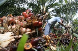 Produksi Turunan Sawit Indonesia Masih Rendah