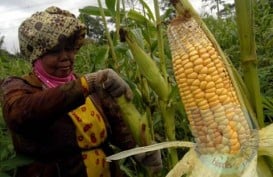 Gorontalo Perluas Lahan Tanam Jagung Kejar Produksi 1 Juta Ton