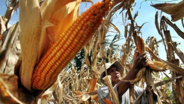Siap Serap Jagung Petani, Bulog Bangun Badan Usaha Bersama