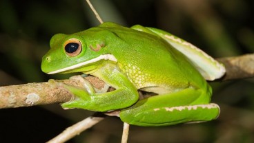 10 Persen Spesies Katak di Indonesia Terancam Punah, Ini Penyebabnya