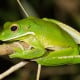 10 Persen Spesies Katak di Indonesia Terancam Punah, Ini Penyebabnya