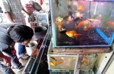 Rencana Aksi Industri Ikan Hias Akan Dibuat Perpres