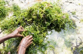 BUDIDAYA LAUT: Rumput Laut Dominasi Hasil Marikultur