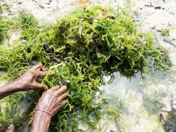 BUDIDAYA LAUT: Rumput Laut Dominasi Hasil Marikultur