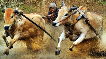 Tradisi Pacu Jawi di Sumatra Barat