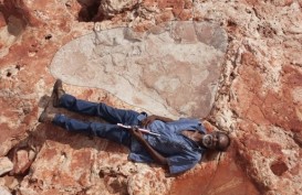 Jejak Kaki Dinosaurus Terbesar Yang Pernah Ada Ditemukan di Australia