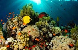 Bom Ikan Rusak Keindahan Bawah Laut Minahasa Tenggara