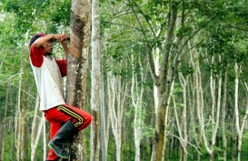 Kalbar Punya Empat Strategi Membangun Hutan Berkelanjutan