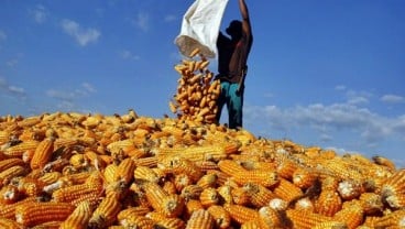 Pandeglang Disiapkan Jadi Lumbung Jagung