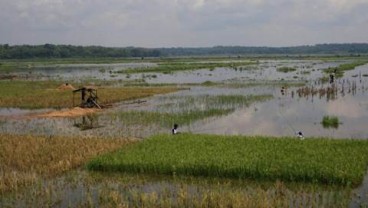 Pertanian Jambi Merugi Rp54 miliar Akibat Banjir