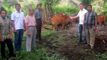 Ternak Sapi saat Replanting, Petani Sawit di Riau Peroleh Penghasilan Tambahan