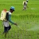 BI Dorong Pembentukan Badan Usaha Milik Petani