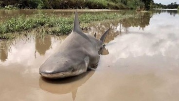 Hiu Masuk Permukiman Warga di Australia Terseret Banjir