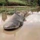 Hiu Masuk Permukiman Warga di Australia Terseret Banjir