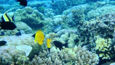 Turis China Masih Dominasi Kunjungan Wisata Sulut