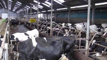 PRODUKSI SUSU SAPI: Belajar dari Peternak Belanda