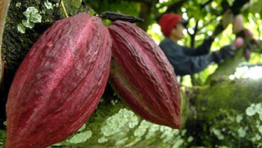 Harga Kakao di Majene Merosot Tajam Dalam Sebulan