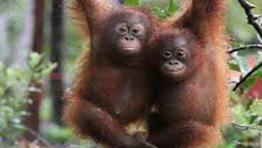 12 Orang Utan Dipindahkan Ke Pulau Salat