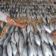 Kuartal I/2017, DSFI Sukses Dongkrak Volume Penjualan Ikan