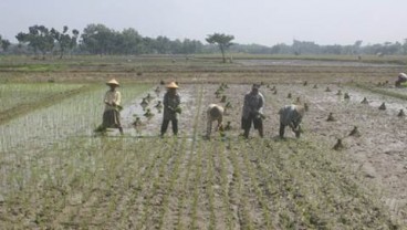 Kementan Dukung Pengembangan Padi dan Jagung di Siak