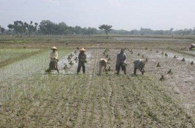 Kementan Dukung Pengembangan Padi dan Jagung di Siak