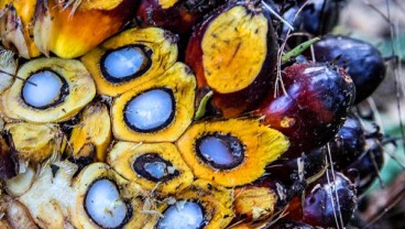 Analis Bicara Prospek Harga CPO & Emiten Sawit