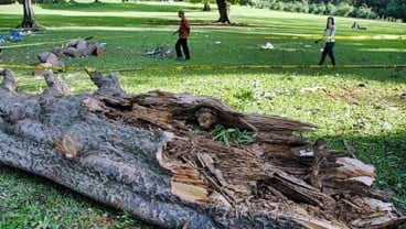 Ribuan Pohon di Jakbar Dipangkas