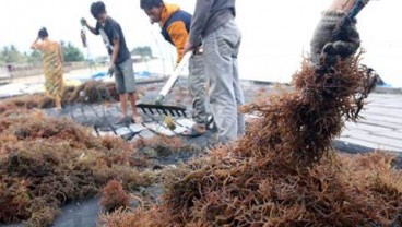 Jamkrindo Sasar Penjaminan SRG Komoditas Rumput Laut Sulsel