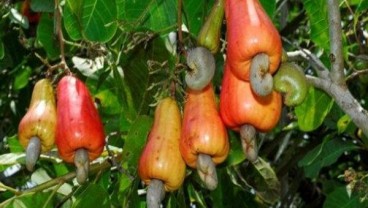 DPR: Wonogiri Potensi Kembangkan Buah