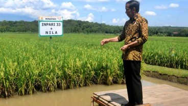 Jokowi Minta Sulawesi Tenggara Kembangkan Hortikultura