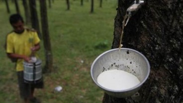 Harga Karet Kembali Lesu, Produksi Sumut Terancam Merosot