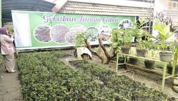 Manfaatkan Pekarangan, Masing-Masing Kelompok Kantongi Rp20 Juta