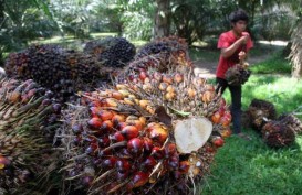 Menepis Kilau Negatif Minyak Sawit